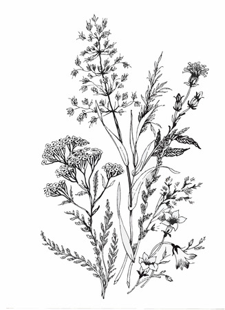 dessin fleurs noir et blanc Belle monochrome, noir et fleur blanche isolés. Lignes